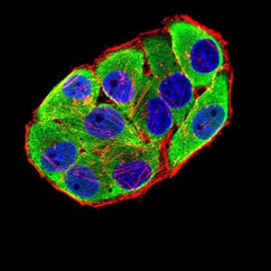 Monoclonal Mouse anti-Human CHRNA6 Antibody (clone 5B6G8, IHC, WB)