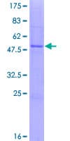 Human HS2ST1 Protein (Recombinant GST)
