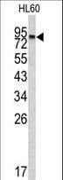 CPXM2 Antibody (aa96-126)