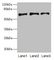 PLAT / TPA Antibody (aa36-556)