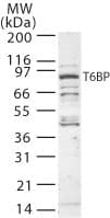 TAX1BP1 Antibody (aa700-800)