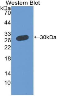 MPP5 Antibody (aa455-675)