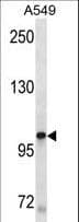 c-Kit / CD117 Antibody