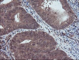 RNH1 Antibody (clone OTI2B1, Carrier-free)