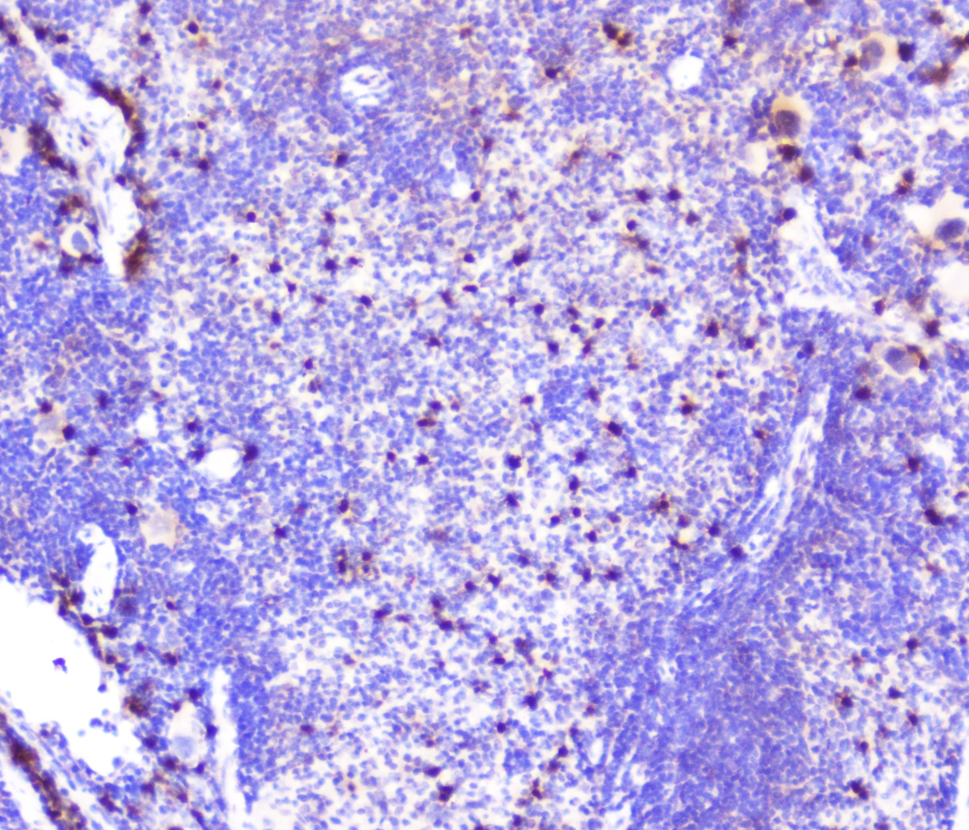 SDF1 / CXCL12 Antibody
