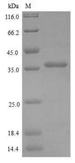 Drosophila melanogaster bnk Protein (Recombinant 6His, N-terminus)