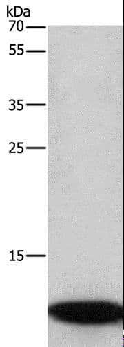 C3orf10 Antibody