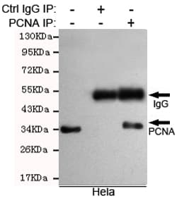 PCNA Antibody