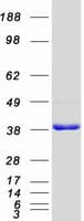 Human SAE1 Protein (Recombinant Myc-DDK (Flag))