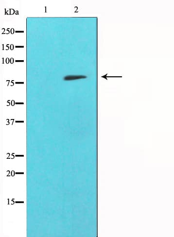 SYK Antibody