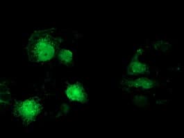 MAPRE2 / EB2 Antibody (clone OTI7A2)