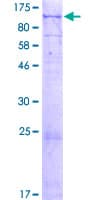 Human CXorf57 Protein (Recombinant GST)