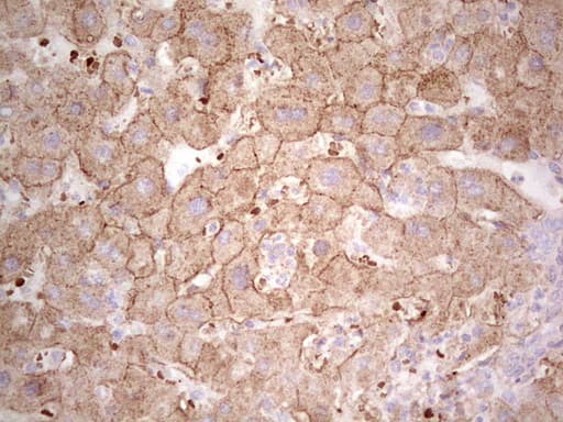 IDO2 / INDOL1 Antibody (clone OTI11B2)