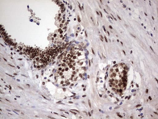 C14orf166 Antibody (clone OTI1E5)
