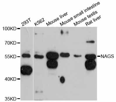 NAGS Antibody