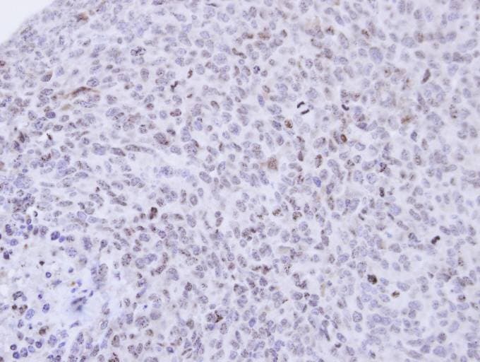 PCNP Antibody (aa1-50)