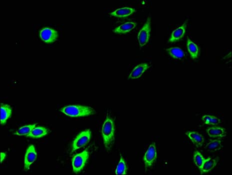 CD32A Antibody