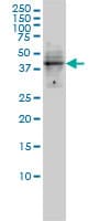 Monoclonal Mouse anti-Human DMRT1 Antibody (clone 1G11, WB)
