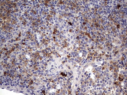 TGIF1 Antibody (clone OTI1A6, Carrier-free)