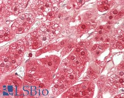 CAT / Catalase Antibody (clone 1B6, Carrier-free)