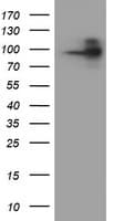 FOLH1 / PSMA Antibody (clone 3H5, Carrier-free)