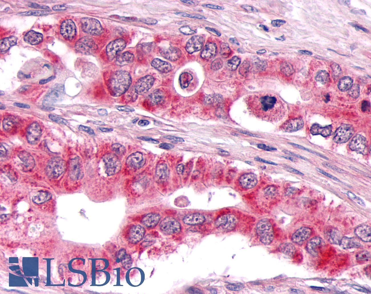 PathPlus™ DUSP26 / MKP8 Antibody (C-Terminus)