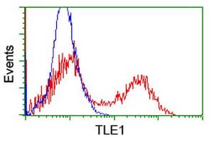 TLE1 / TLE 1 Antibody (clone OTI3H3)