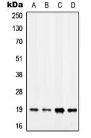 MYL7 Antibody (Internal)