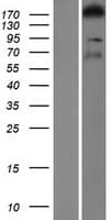 ARHGEF11 Protein (Over-Expression Lysate Myc-DDK (Flag))