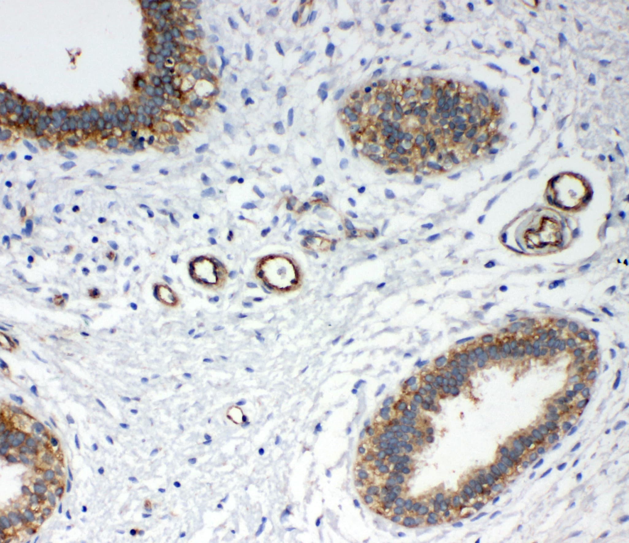 ANXA4 / Annexin IV Antibody (N-Terminus)