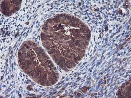 KEAP1 Antibody (clone OTI1B4, Carrier-free)