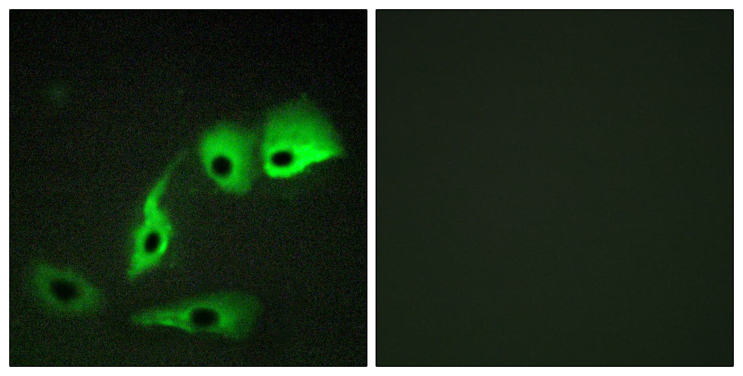 Calmodulin Antibody (aa46-95)