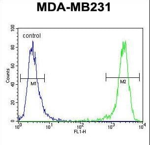 IHC-plus™ EMX1 Antibody (aa228-257)