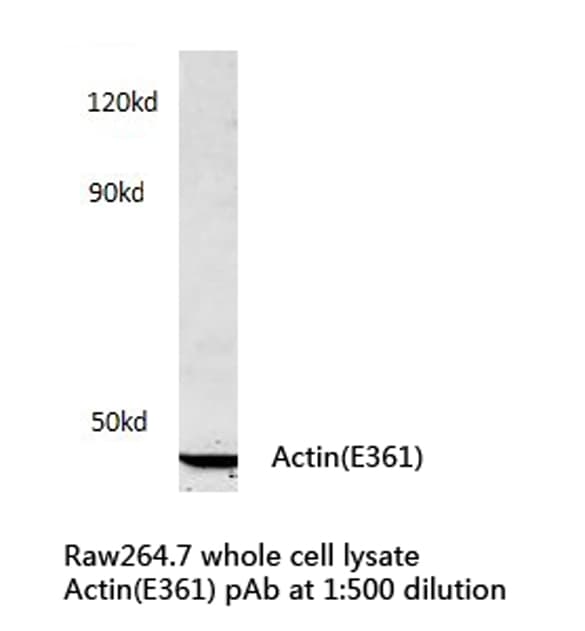 Actin Antibody (Glu361)