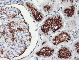 RGS16 Antibody (clone OTI4E5)