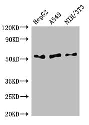 IFI44L Antibody