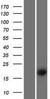 PS20 / WFDC1 Protein (Over-Expression Lysate Myc-DDK (Flag))