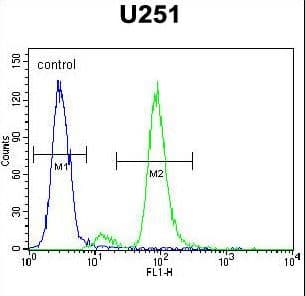 Polyclonal Rabbit anti-Human ZIK1 Antibody (aa186-215, WB)
