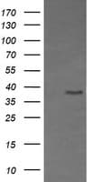 CD33 Antibody (clone OTI1E10)