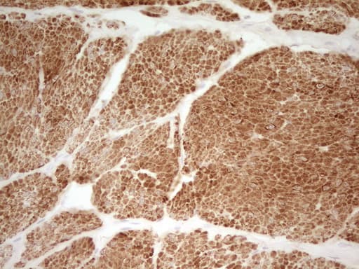 SP110 Antibody (aa232-521, clone OTI1C3)