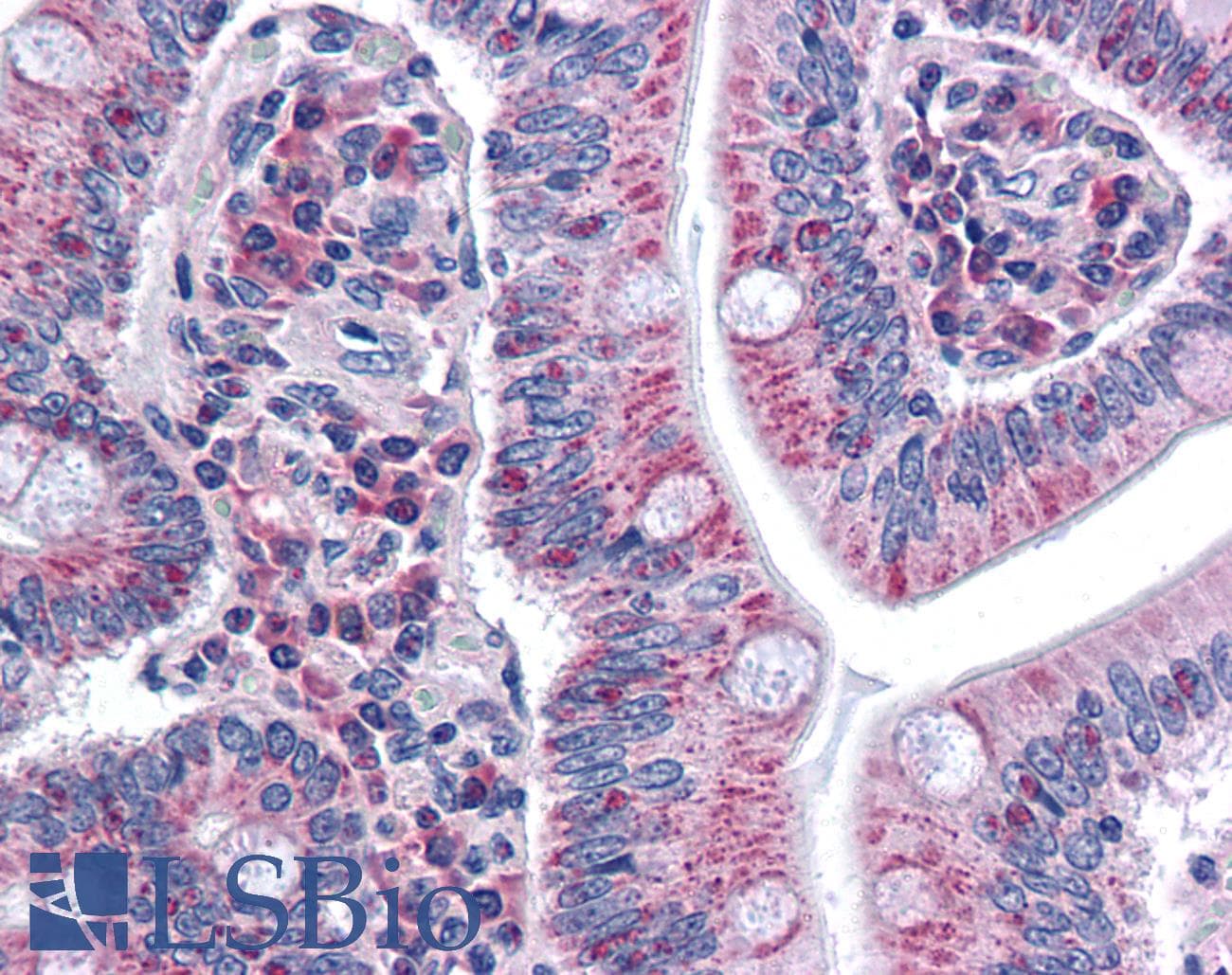 IHC-plus™ SURF4 Antibody (N-Terminus)