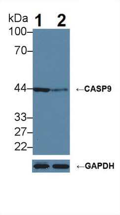 CASP9 / Caspase 9 Antibody (aa1-134)