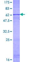 Human CXCR1 Protein (Recombinant GST)
