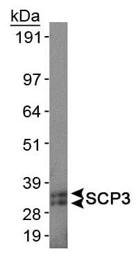 SYCP3 / SCP3 Antibody (C-Terminus, Biotin)