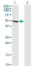 IHC-plus™ MAPK8 / JNK1 Antibody (clone 3H2)