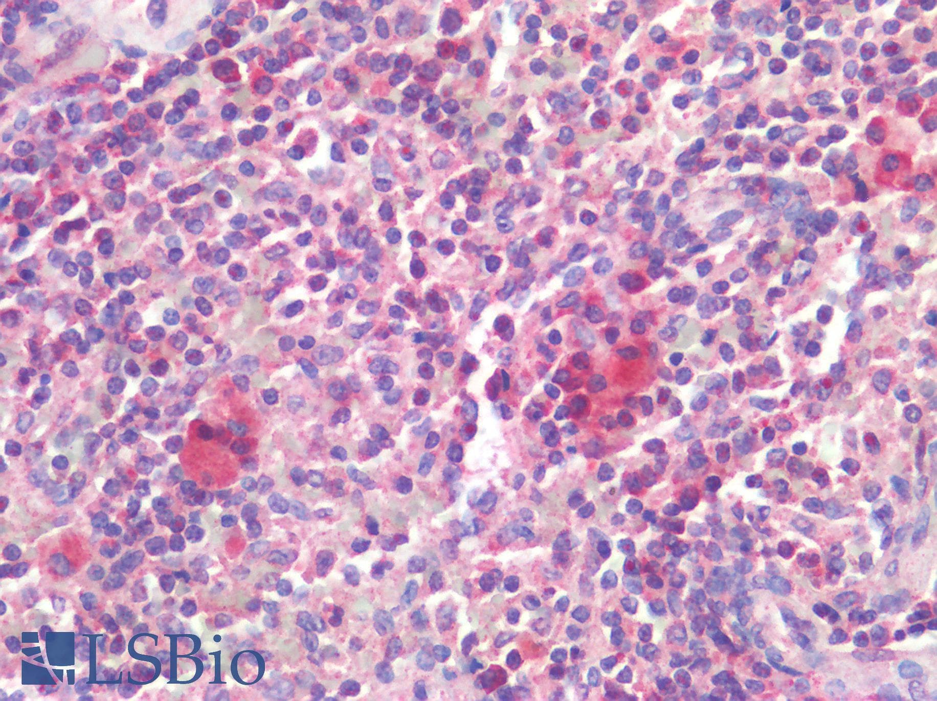 IHC-plus™ CD63 Antibody