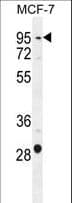 PTCHD3 Antibody (aa689-717)