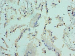ELF4 / MEF Antibody (aa1-200)