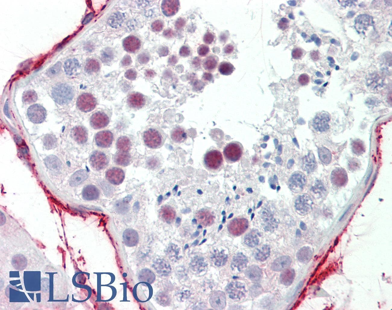NUP98 Antibody (aa201-250)