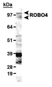 ROBO4 Antibody (C-Terminus, Biotin)